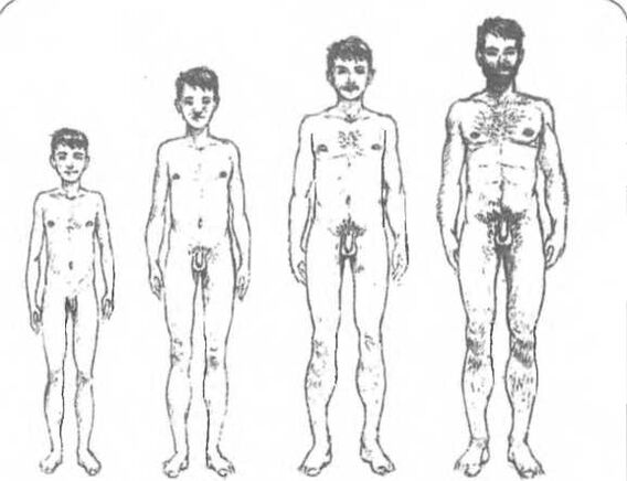 Zakilaren tamaina adinaren arabera